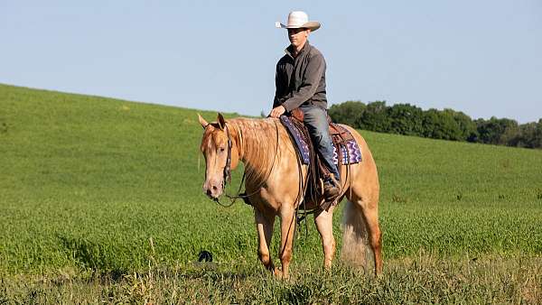 beginner-quarter-horse