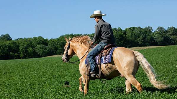 lesson-quarter-horse