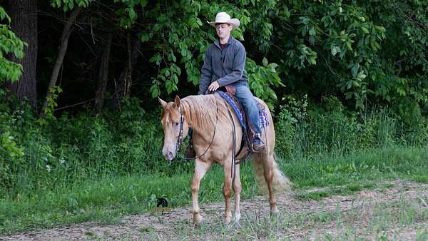 kid-safe-quarter-horse