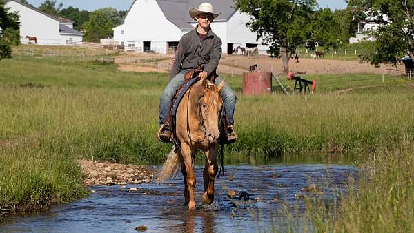ranch-versatility-quarter-horse