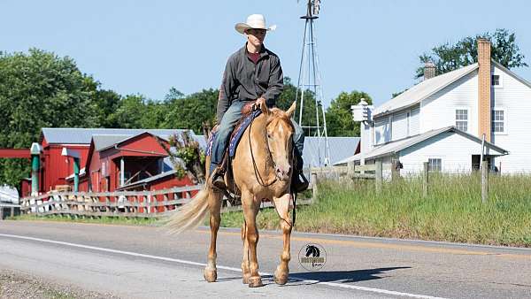ranch-work-quarter-horse