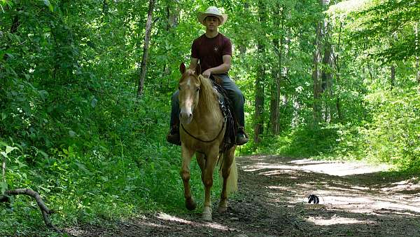 trail-quarter-horse