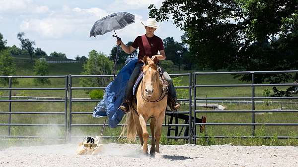 trail-riding-quarter-horse