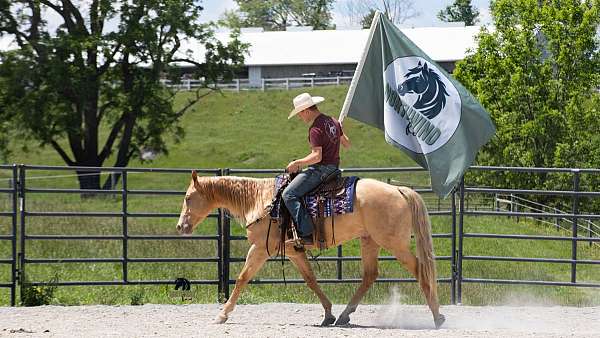 trail-class-competition-quarter-horse