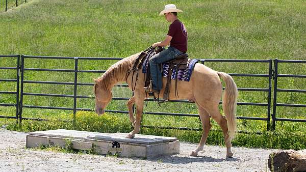champagne-quarter-horse-gelding