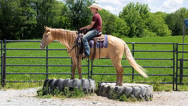 youth-quarter-horse
