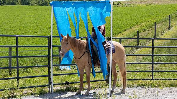 champagne-all-around-horse