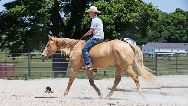 champagne-kid-safe-horse