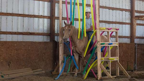 champagne-lesson-horse
