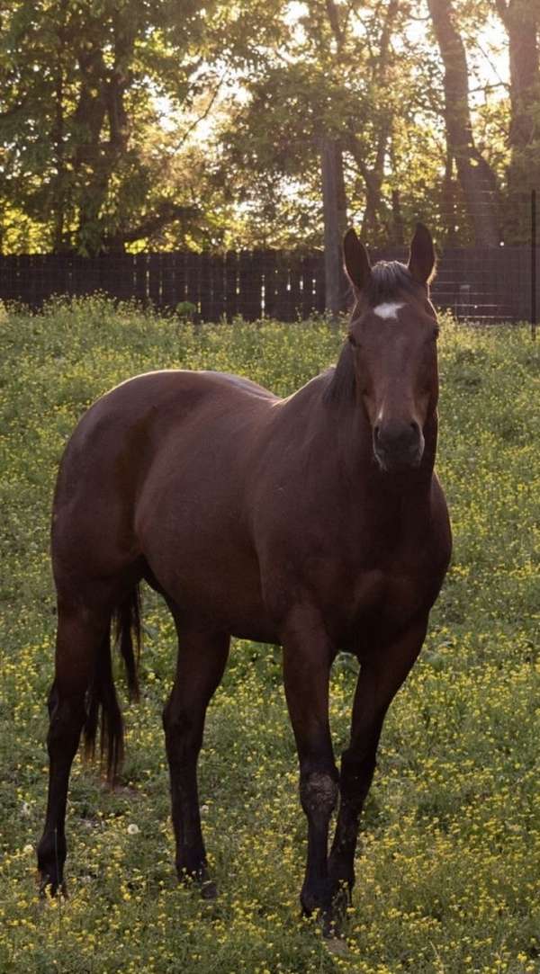 companion-finished-thoroughbred-horse