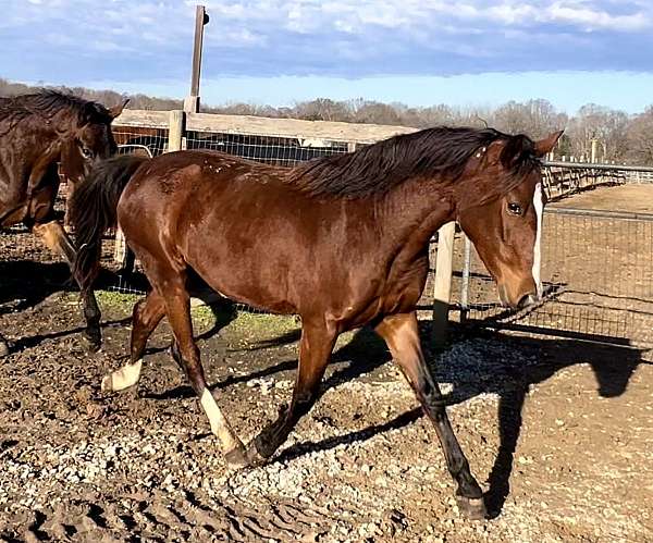 dressage-jumping-pony-warmblood-pony