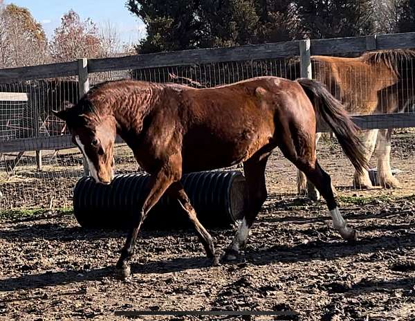 rpsi-pony-warmblood-pony
