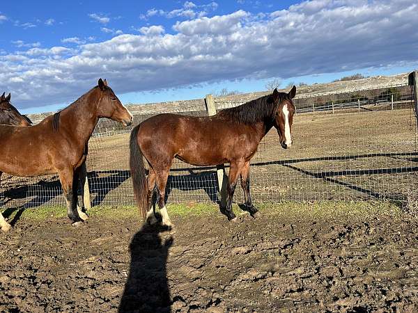 warmblood-mare