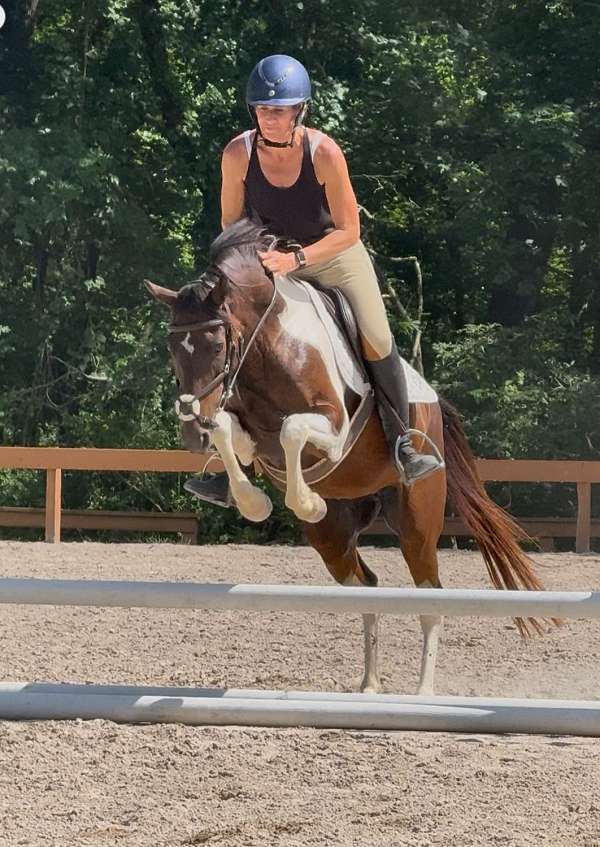 bay-overo-cross-pony