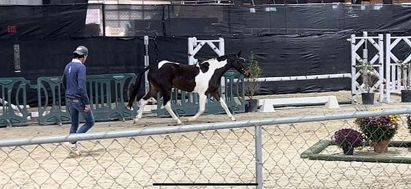 bay-overo-hunter-pony