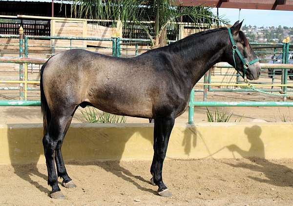 tampa-andalusian-horse