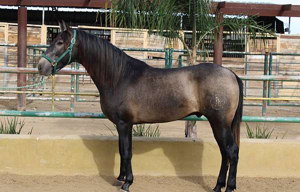 wellington-colt