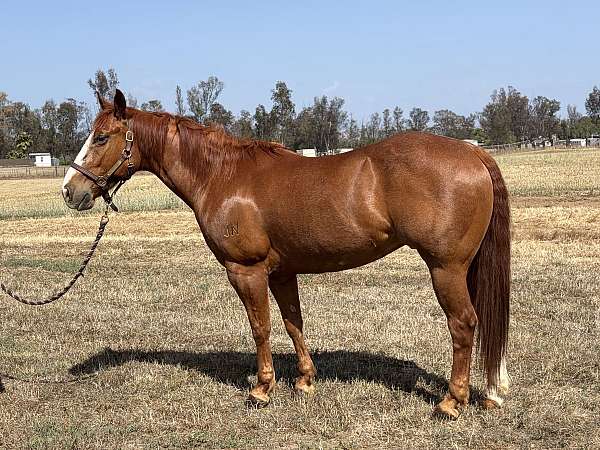quarter-horse-gelding