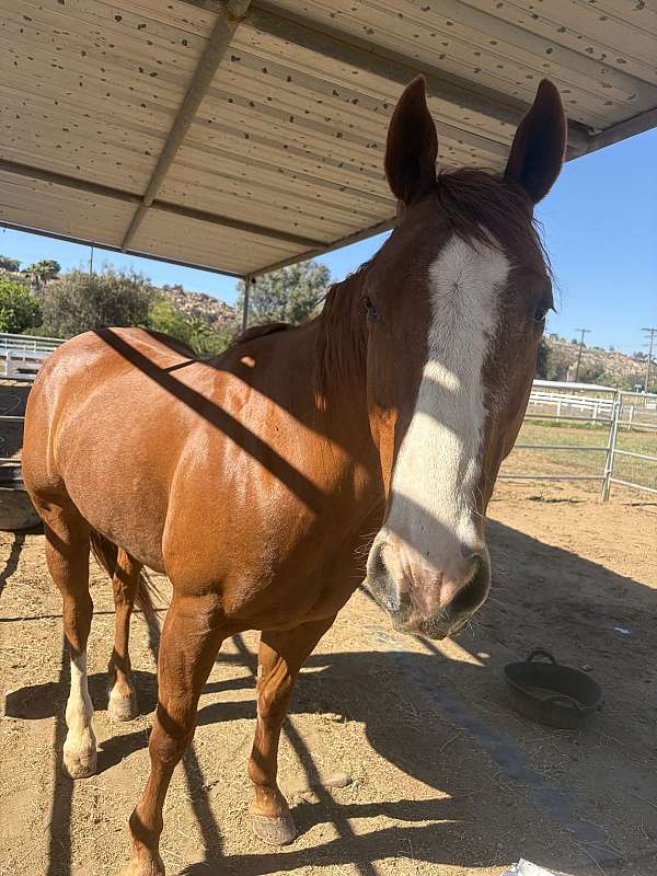 quarter-horse-for-sale