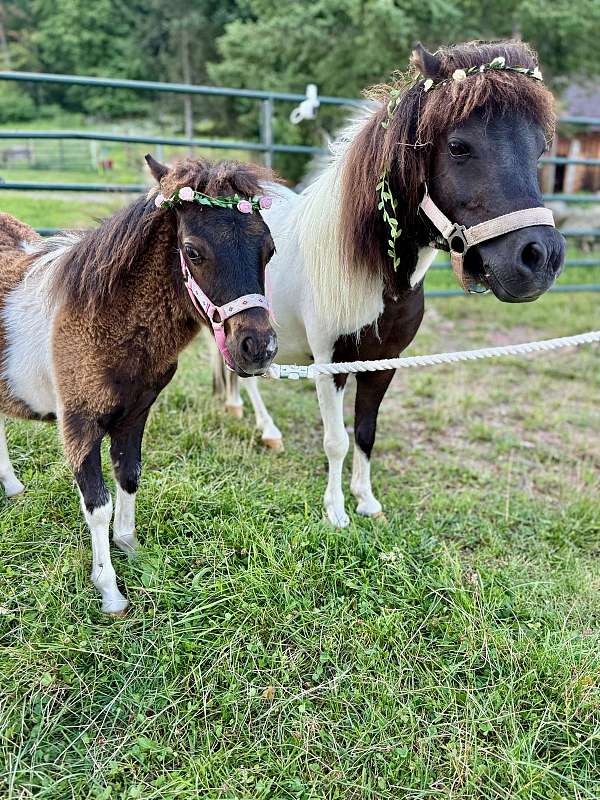 charlie-miniature-horse