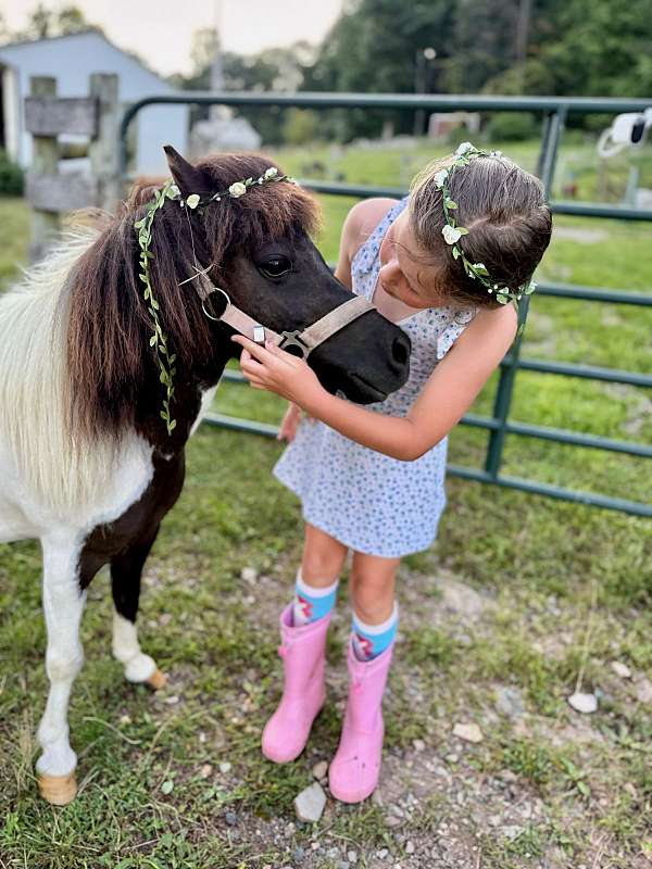 class-miniature-horse