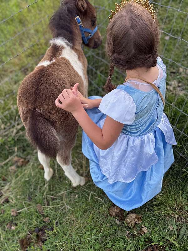 color-genetics-miniature-horse
