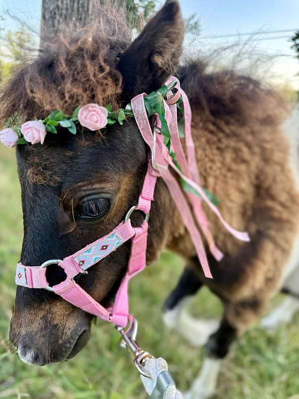 dorsal-stripe-miniature-horse
