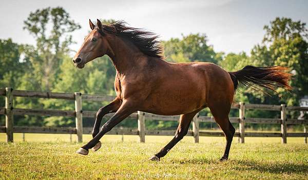 attitude-knabstrupper-horse