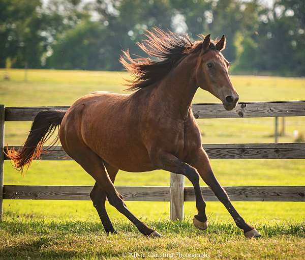 backed-knabstrupper-horse