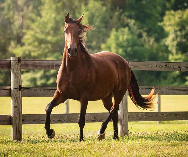 barn-knabstrupper-horse
