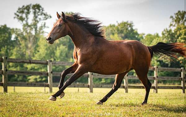 bay-knabstrupper-horse