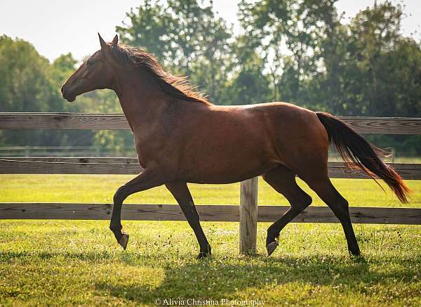 bloodlines-knabstrupper-horse