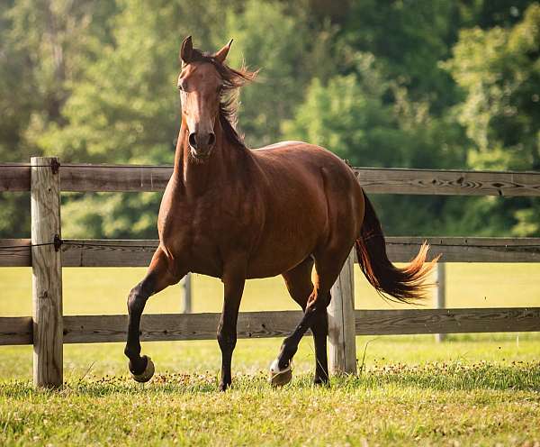 breeder-knabstrupper-horse