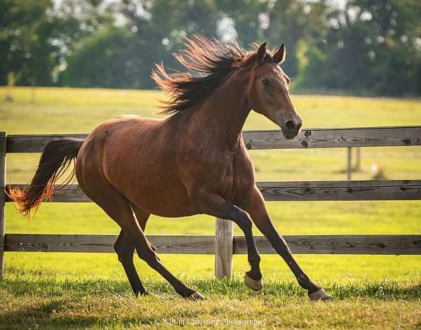breeding-program-knabstrupper-horse