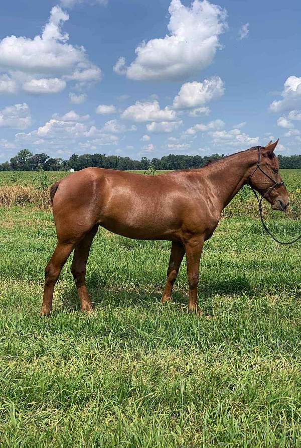 obstacle-mustang-horse