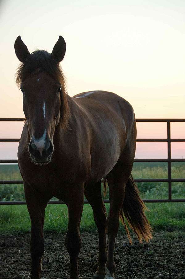 chestnut-blaze-horse