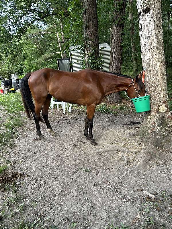 beginner-trail-racking-standardbred-horse