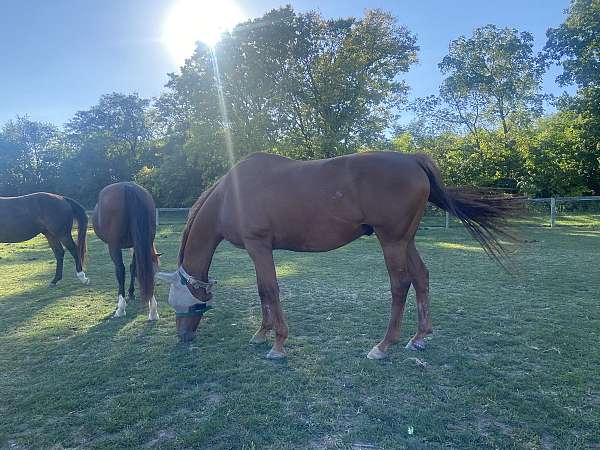dressage-racing-gelding