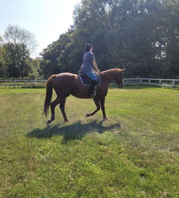 dressage-racing-horse