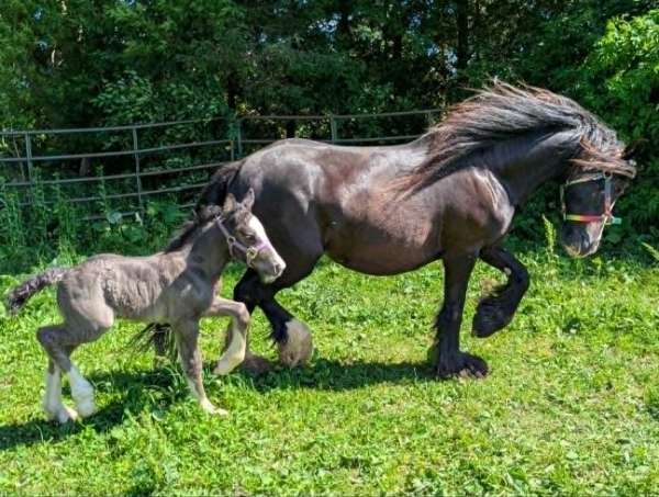 solid-black-4-white-feet-gypsy-vanner-horse