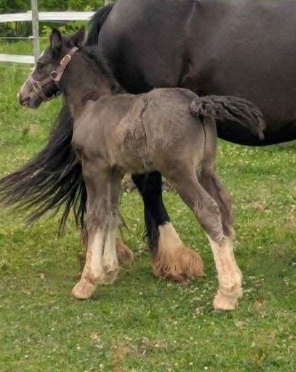 solid-black-4-white-feet-horse
