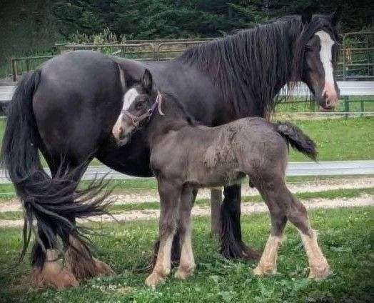 solid-black-4-white-feet-colt
