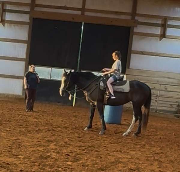 blaze-white-paint-markings-all-chrome-horse