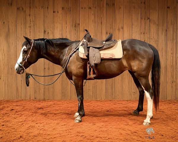 black-blaze-white-paint-markings-all-chrome-horse