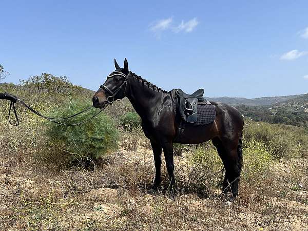 attitude-andalusian-horse