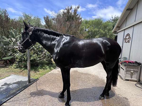 bridal-andalusian-horse