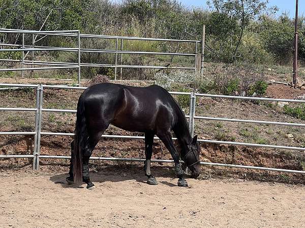 bright-andalusian-horse