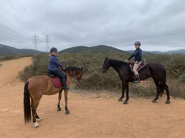 deadhead-andalusian-horse