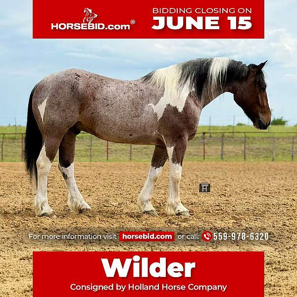 all-around-draft-horse