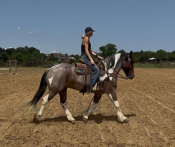athletic-draft-horse